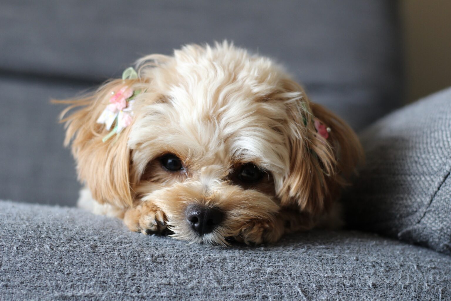 Chiwapoo チワプーの成犬はどんな姿?大きさ・性格・飼いやすさを徹底解説 | モフモフラボ